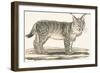 Lynx, 1850 (Engraving)-Louis Simon (1810-1870) Lassalle-Framed Giclee Print