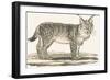 Lynx, 1850 (Engraving)-Louis Simon (1810-1870) Lassalle-Framed Giclee Print