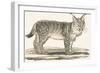 Lynx, 1850 (Engraving)-Louis Simon (1810-1870) Lassalle-Framed Giclee Print