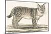 Lynx, 1850 (Engraving)-Louis Simon (1810-1870) Lassalle-Mounted Giclee Print