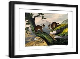 Lynx, 1860-null-Framed Giclee Print