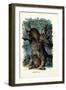 Lynx, 1863-79-Raimundo Petraroja-Framed Giclee Print