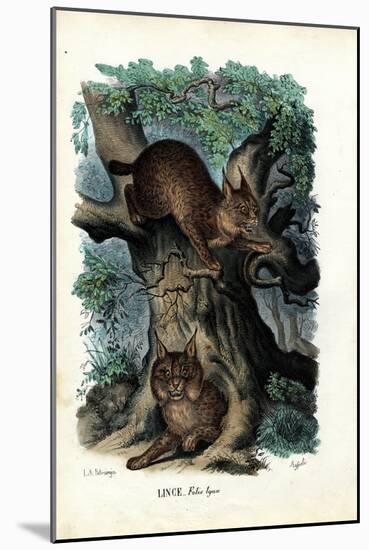 Lynx, 1863-79-Raimundo Petraroja-Mounted Giclee Print