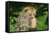 Lynx Cub Snarling-null-Framed Stretched Canvas