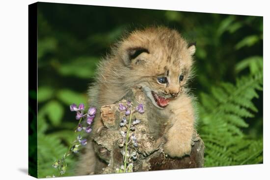 Lynx Cub Snarling-null-Stretched Canvas