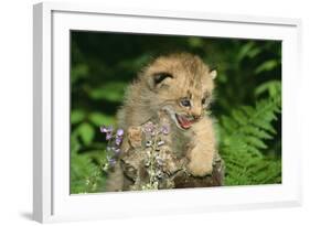 Lynx Cub Snarling-null-Framed Photographic Print