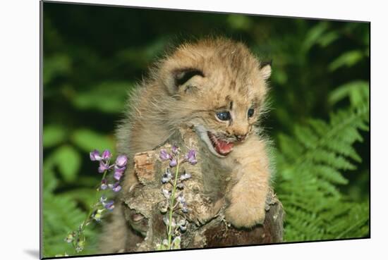 Lynx Cub Snarling-null-Mounted Photographic Print