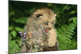 Lynx Cub Snarling-null-Mounted Photographic Print