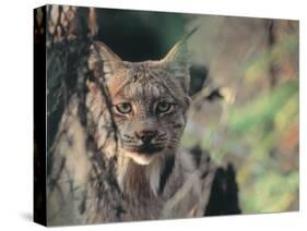 Lynx in Denali National Park, Alaska, USA-Dee Ann Pederson-Stretched Canvas