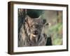 Lynx in Denali National Park, Alaska, USA-Dee Ann Pederson-Framed Premium Photographic Print