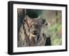 Lynx in Denali National Park, Alaska, USA-Dee Ann Pederson-Framed Premium Photographic Print