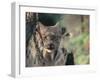 Lynx in Denali National Park, Alaska, USA-Dee Ann Pederson-Framed Premium Photographic Print