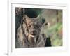 Lynx in Denali National Park, Alaska, USA-Dee Ann Pederson-Framed Premium Photographic Print