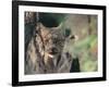 Lynx in Denali National Park, Alaska, USA-Dee Ann Pederson-Framed Premium Photographic Print