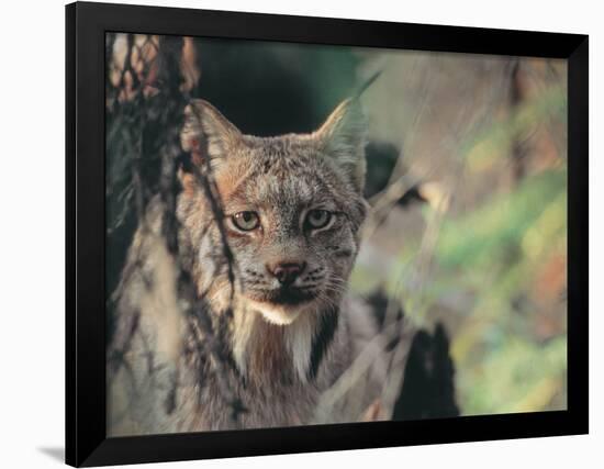 Lynx in Denali National Park, Alaska, USA-Dee Ann Pederson-Framed Premium Photographic Print
