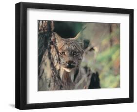 Lynx in Denali National Park, Alaska, USA-Dee Ann Pederson-Framed Photographic Print
