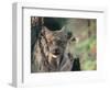 Lynx in Denali National Park, Alaska, USA-Dee Ann Pederson-Framed Photographic Print