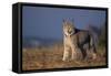 Lynx in Field-DLILLC-Framed Stretched Canvas