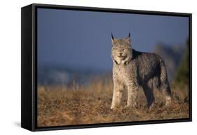 Lynx in Field-DLILLC-Framed Stretched Canvas