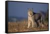 Lynx in Field-DLILLC-Framed Stretched Canvas