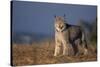 Lynx in Field-DLILLC-Stretched Canvas