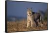 Lynx in Field-DLILLC-Framed Stretched Canvas