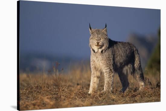 Lynx in Field-DLILLC-Stretched Canvas