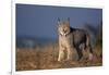 Lynx in Field-DLILLC-Framed Photographic Print