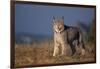 Lynx in Field-DLILLC-Framed Photographic Print