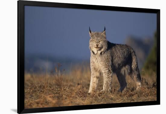 Lynx in Field-DLILLC-Framed Photographic Print