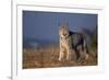 Lynx in Field-DLILLC-Framed Photographic Print