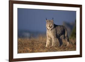 Lynx in Field-DLILLC-Framed Photographic Print