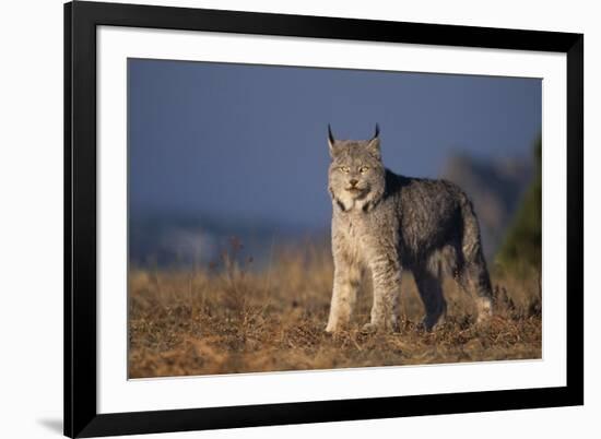 Lynx in Field-DLILLC-Framed Photographic Print