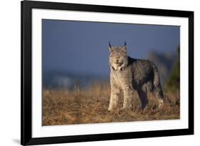 Lynx in Field-DLILLC-Framed Photographic Print