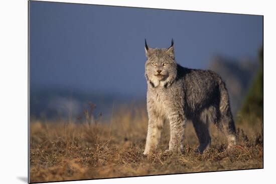 Lynx in Field-DLILLC-Mounted Photographic Print