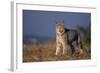 Lynx in Field-DLILLC-Framed Photographic Print