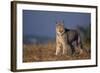 Lynx in Field-DLILLC-Framed Photographic Print