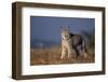 Lynx in Field-DLILLC-Framed Photographic Print