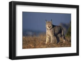 Lynx in Field-DLILLC-Framed Photographic Print