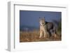 Lynx in Field-DLILLC-Framed Photographic Print