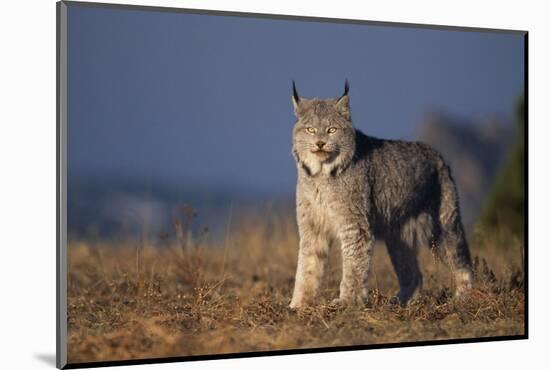 Lynx in Field-DLILLC-Mounted Photographic Print