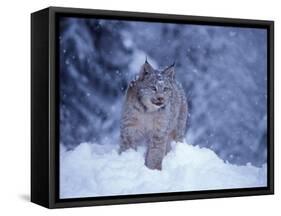 Lynx in the Snowy Foothills of the Takshanuk Mountains, Alaska, USA-Steve Kazlowski-Framed Stretched Canvas