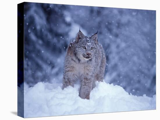 Lynx in the Snowy Foothills of the Takshanuk Mountains, Alaska, USA-Steve Kazlowski-Stretched Canvas