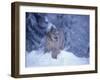 Lynx in the Snowy Foothills of the Takshanuk Mountains, Alaska, USA-Steve Kazlowski-Framed Premium Photographic Print