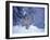 Lynx in the Snowy Foothills of the Takshanuk Mountains, Alaska, USA-Steve Kazlowski-Framed Premium Photographic Print