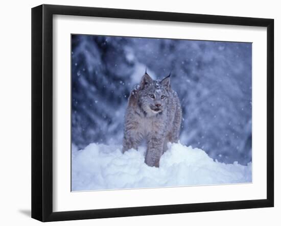 Lynx in the Snowy Foothills of the Takshanuk Mountains, Alaska, USA-Steve Kazlowski-Framed Premium Photographic Print