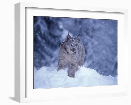 Lynx in the Snowy Foothills of the Takshanuk Mountains, Alaska, USA-Steve Kazlowski-Framed Premium Photographic Print