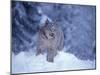 Lynx in the Snowy Foothills of the Takshanuk Mountains, Alaska, USA-Steve Kazlowski-Mounted Premium Photographic Print