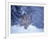 Lynx in the Snowy Foothills of the Takshanuk Mountains, Alaska, USA-Steve Kazlowski-Framed Premium Photographic Print