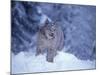 Lynx in the Snowy Foothills of the Takshanuk Mountains, Alaska, USA-Steve Kazlowski-Mounted Premium Photographic Print